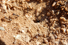 Dorymyrmex smithi