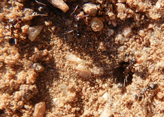 Dorymyrmex smithi