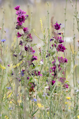 Malva sylvestris mauritiana