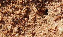 Dorymyrmex smithi