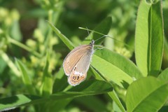 Coenonympha hero