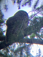 Strix occidentalis caurina