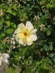 Rosa