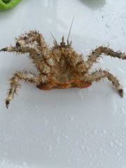 Rhinolithodes wosnessenskii