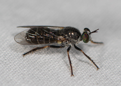 Atomosia melanopogon