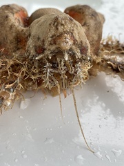 Rhinolithodes wosnessenskii