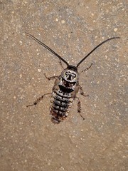 Cartoblatta pulchra