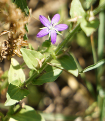 Triodanis perfoliata