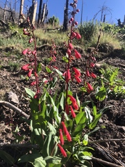 Penstemon cardinalis