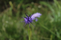 Phyteuma scheuchzeri
