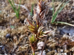 Carex arenaria
