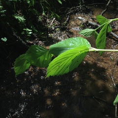 Rhodotypos scandens