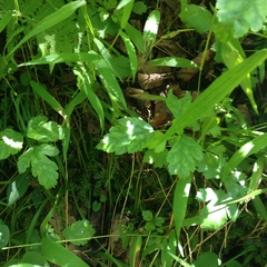 Xanthorhiza simplicissima