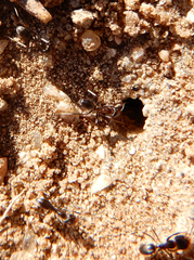 Dorymyrmex smithi
