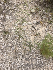 Pediomelum linearifolium