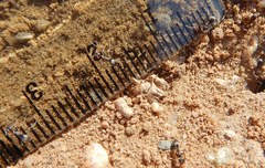 Dorymyrmex smithi