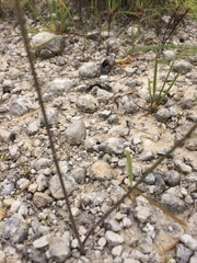 Pediomelum linearifolium