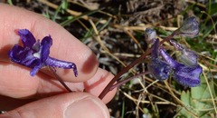 Delphinium depauperatum