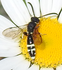 Sapyga martinii