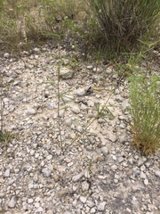 Pediomelum linearifolium