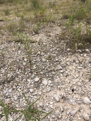 Pediomelum linearifolium