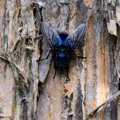 Calliphora quadrimaculata