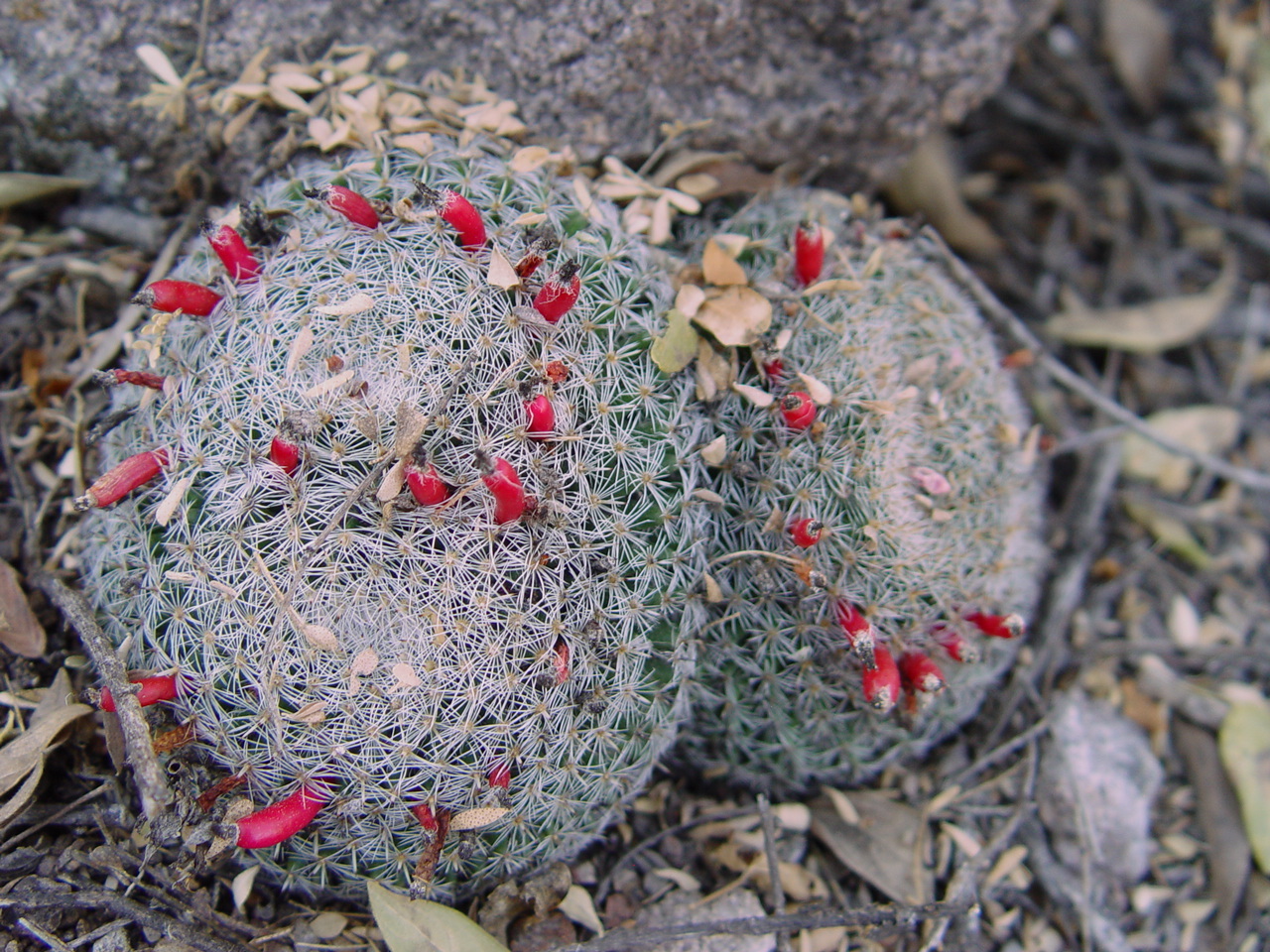 Mammillaria perbella