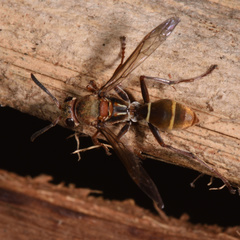 Polistes