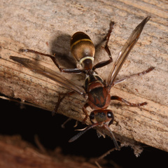 Polistes