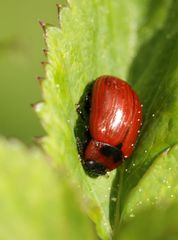 Gonioctena viminalis