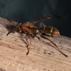 Polistes