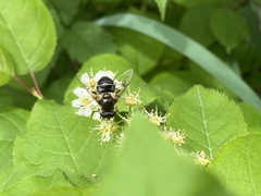 Eristalis obscura