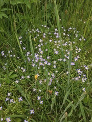 Houstonia serpyllifolia