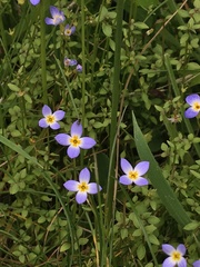 Houstonia serpyllifolia