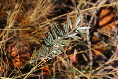 Argyrolobium pauciflorum