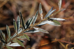 Argyrolobium pauciflorum