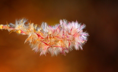 Cyphocarpa angustifolia