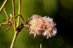 Cyphocarpa angustifolia