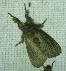 Dasychira atrivenosa