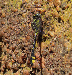 Hylogomphus abbreviatus
