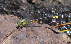 Hylogomphus abbreviatus