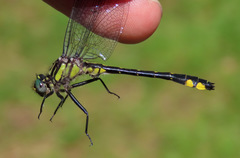 Hylogomphus abbreviatus