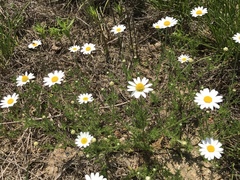Matricaria