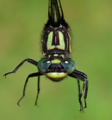 Hylogomphus abbreviatus