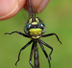 Hylogomphus abbreviatus