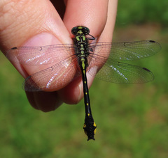 Hylogomphus abbreviatus