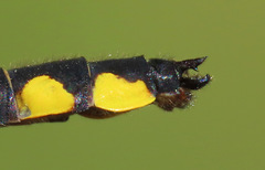 Hylogomphus abbreviatus