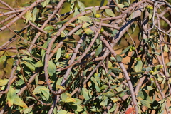 Agelanthus natalitius