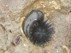 Echinometra vanbrunti