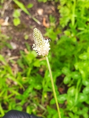 Plantago lanceolata